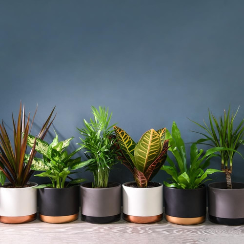 Air purifying evergreen x - evergreen, 6