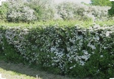 150 Hawthorn Quickthorn