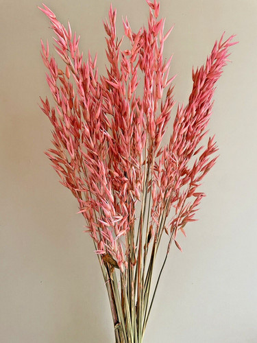 Dried flowers pink - flowers,