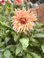 Dahlia Tuber - Penhill