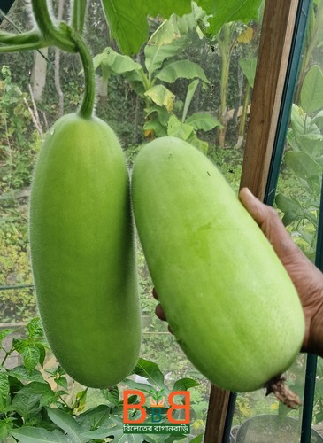 Hybrid wax gourd bangladeshi - gourd, -bangladeshi