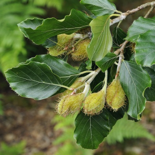 Fagus sylvatica green - t&m,