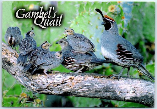 Postcard gambel s quail - postcard, gambel's