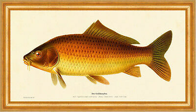The gold carp cyprinus - carp, carpio