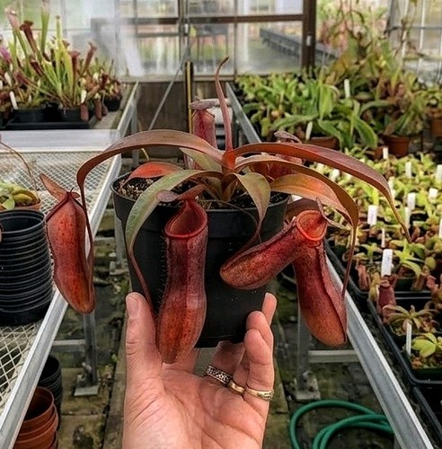 Nepenthes rebecca soper live - nepenthes,