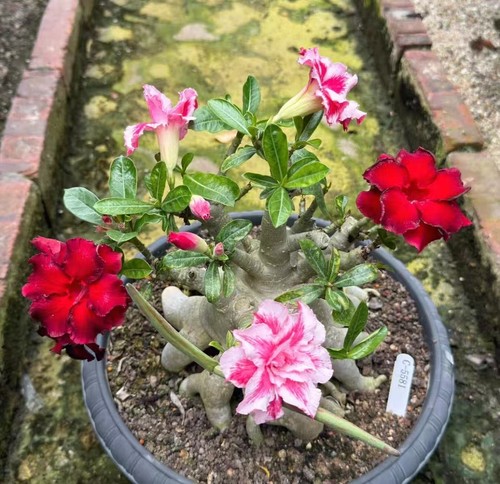 Adenium obesum wysiwyg - wysiwyg, garden