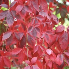 Virginia Creeper 2-3ft TALL-
