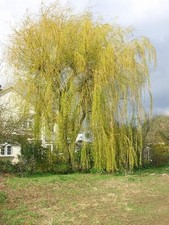 Lg 4ft Bare Root WEEPING