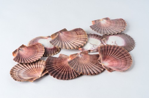 Nessastores mexican flat sea - flat,