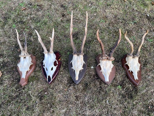 Nice roe deer buck - 5x, deer/buck
