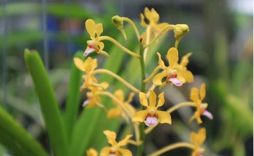 Rare vanda testacea orchid - testacea,