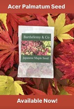 50 X Japanese Maple Acer Tree