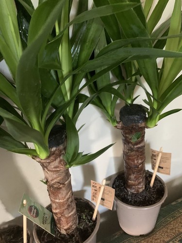 Yucca plant 55cm - yucca, tall
