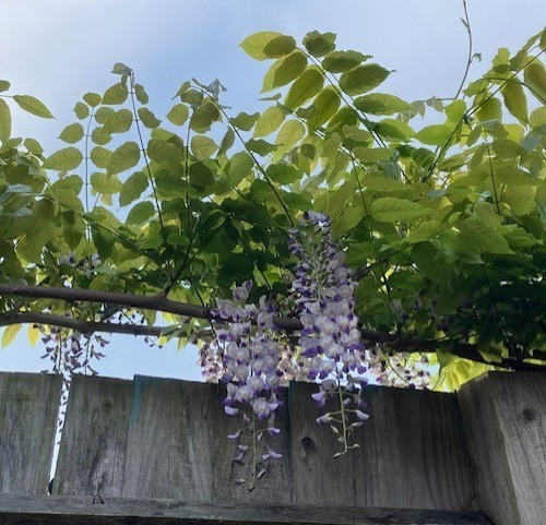 Wisteria sinensis chinese - sinensis,