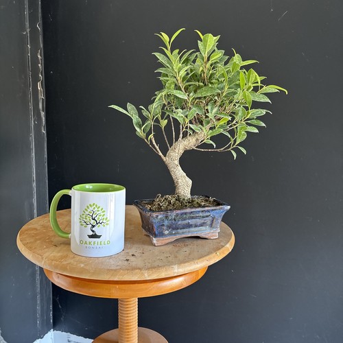 Bonsai tree ficus shape - tree, s