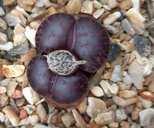 Lithops lesliei fred - lithops,