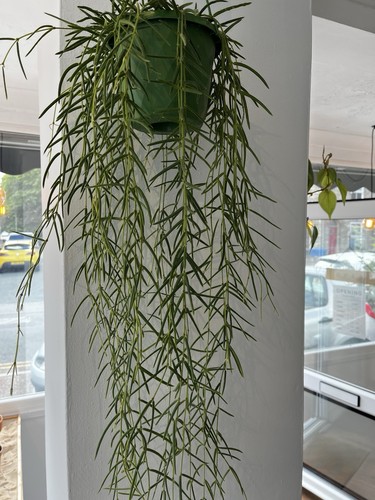 Hoya linearis hanging plant - hoya,