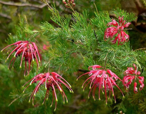 Grevillea olympic flame plant - flame,