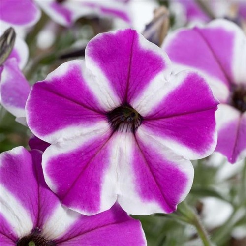 Trailing hanging basket - trailing,