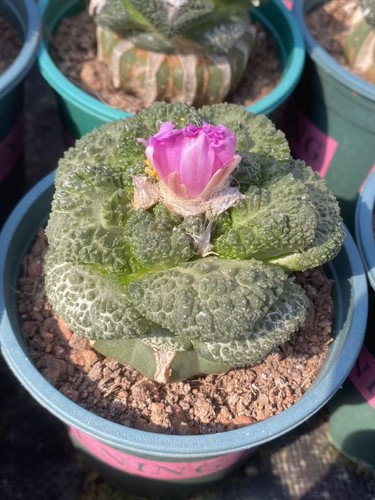 Raresucculent plant ariocarpus - raresucculent,