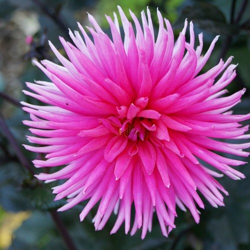 Dahlia electro pink - t&m,