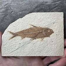 Fossil Fish Knightia eocaena Green River Formation USA 50 Million Years Old 