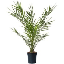 Phoenix Canariensis Tree Rare