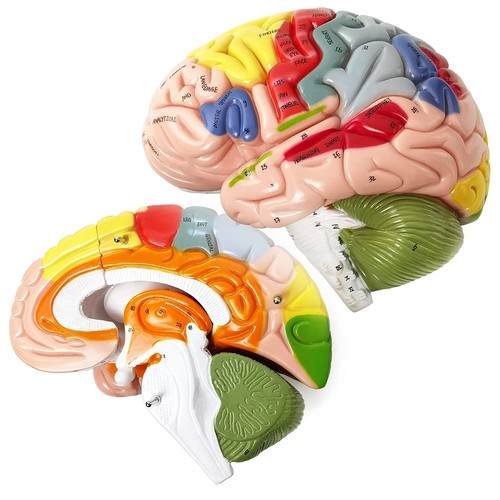 Hadwyn human brain model - brain,