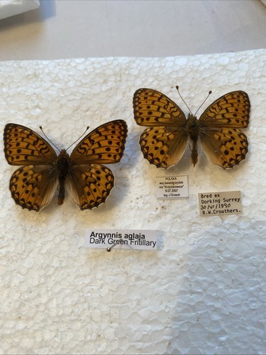 Dark green fritillary - dark,