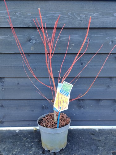 Acer palmatum sangokaku - palmatum, 'sangokaku'