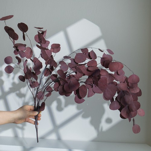 Real dried flowers eucalyptus - real,