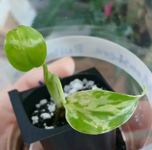Monstera bulbasaur exact - monstera,
