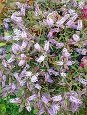 HEBE SAPPHIRE SHRUB Coastal