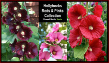 Hollyhocks Reds And Pinks