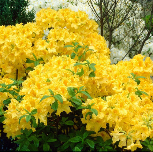 Rhododendron luteum - rhododendron,