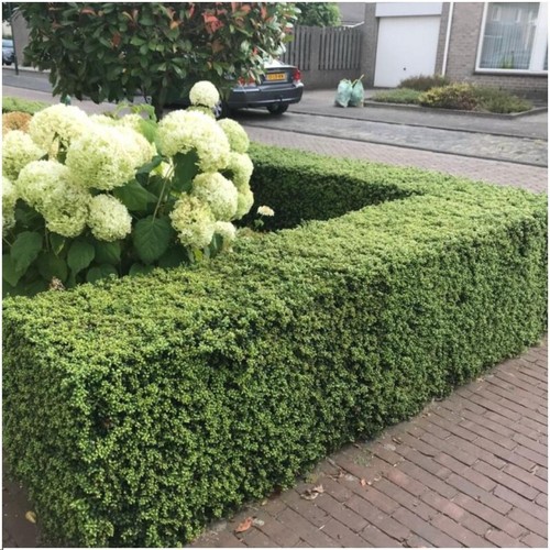 Ilex crenata jenny diseases - ilex,