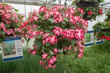 BUSY LIZZY IMPATIENS ACCENT RED STAR 100 SEEDS