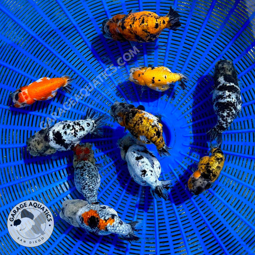 Live premium fancy goldfish - live,
