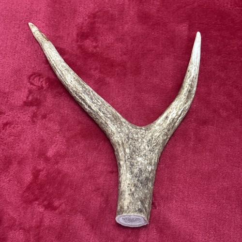 One piece deer - piece, y