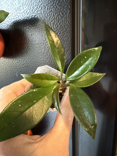 Hoya carnosa plant happily - plant,