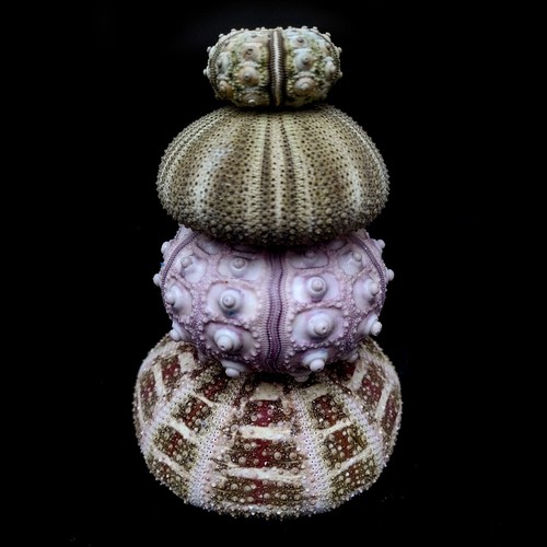 Collection sea urchins - collection,
