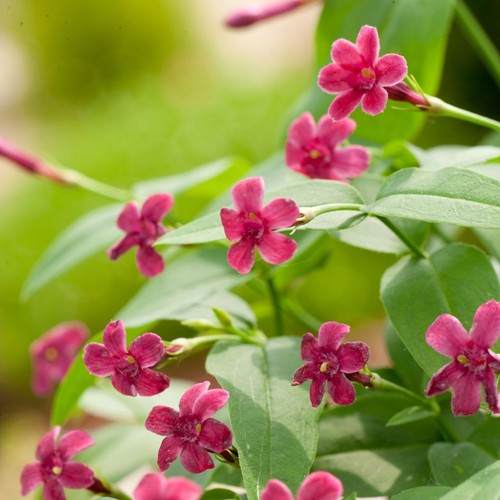 Jasminum beesianum red - jasminum,