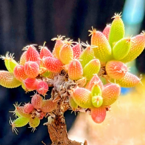 10x drosanthemum intosum seeds - 10x,