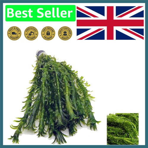 Elodea densa xl - elodea,