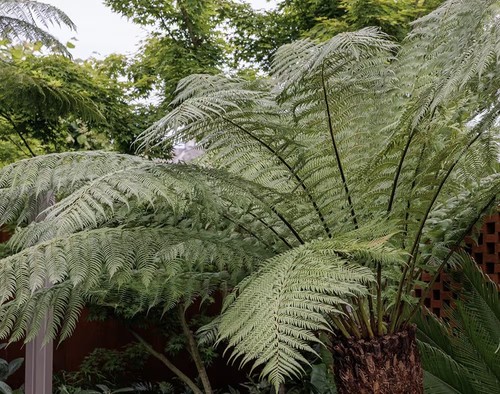 Gigantic xxl shuttlecock fern - xxl,