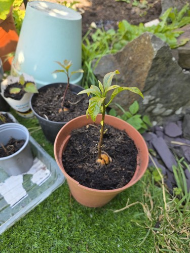 Avocado plant seedling healthy - plant,