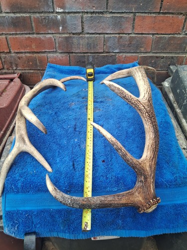 Red deer stag antlers horns - antlers,
