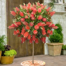 Evergreen tree callistemon - evergreen,