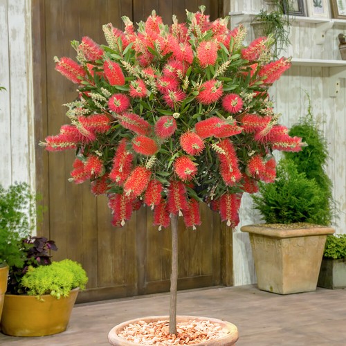 Evergreen tree callistemon - tree,,
