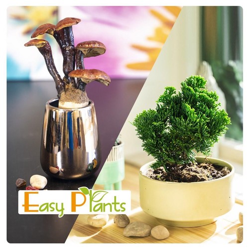 Garden bonsai pot ginseng - 1,